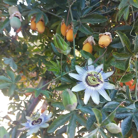 Casa La Taratola Semesterbostad