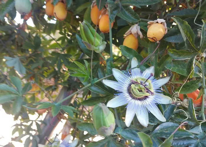 Casa La Taratola Holiday home